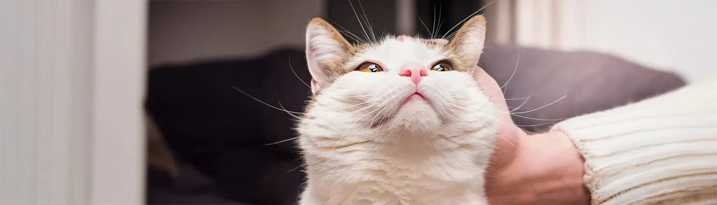 Evde Yaşayan Kediler İçin Günlük Aktivite Rehberi - Ev ortamında yaşayan kediler, dışarıdaki avcı atalarından farklı bir yaşam tarzına sahiptir. Doğada enerjilerini avlanma, tırmanma ve keşfetme ile harcarken, evde bu doğal içgüdüleri tatmin edemeyebilirler. Bu durum, obezite, can sıkıntısı, yıkıcı davranışlar ve duygusal sorunlara yol açabilir.