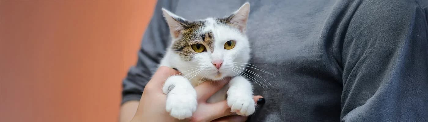 Kediler Neden Seçici Mama Yer? Davranış ve Beslenme Bağlantısı - Kedilerin yemek konusundaki titizliği, pek çok kedi sahibinin karşılaştığı yaygın bir sorundur. Çoğu zaman bu durum, kedinin şımarıklığı olarak algılansa da seçici yeme (neofobi veya gıda tercihi olarak da bilinir) davranışı, kedilerin biyolojik zorunlu etçil yapısından ve çevresel faktörlerden kaynaklanan karmaşık bir durumdur.