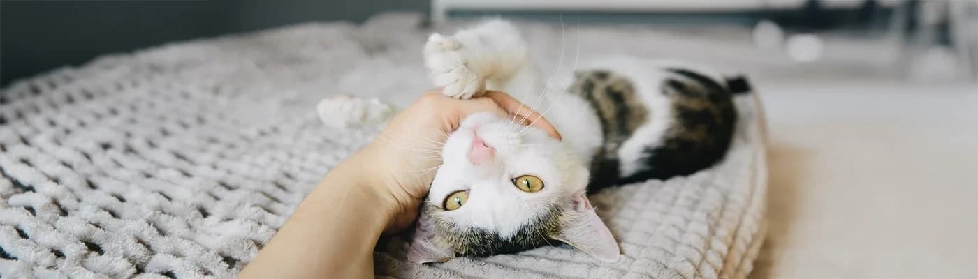 Yeni Kedi Sahiplenenler İçin İlk 30 Gün Beslenme ve Bakım Rehberi - Tebrikler! Ailenize yeni bir kedi dostu katıldı. İlk 30 gün, kedinizin yeni yuvasına adapte olması, size güvenmesi ve sağlıklı bir beslenme rutini oluşturması için en kritik dönemdir. Bu geçiş sürecini Mamaplus Prive rehberliğiyle sorunsuz atlatmanız için en önemli beslenme ve bakım adımlarını bir araya getirdik.