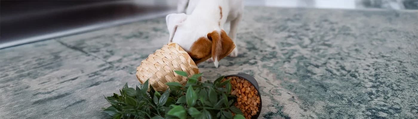 Yüksek Enerjili Köpekler İçin Doğru Mama Seçimi - Sürekli hareket halinde olan, uzun yürüyüşleri seven veya aktif sporlarla uğraşan yüksek enerjili bir köpeğiniz varsa onun beslenme ihtiyaçları, sedanter (hareketsiz) bir köpeğe göre tamamen farklıdır. Bu enerji depolarını doğru ve sürdürülebilir bir şekilde doldurmak, hem performanslarını hem de uzun vadeli sağlıklarını doğrudan etkiler.