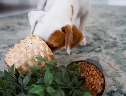 Yüksek Enerjili Köpekler İçin Doğru Mama Seçimi