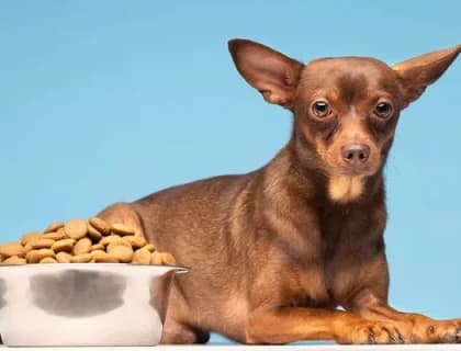 Obeziteye Yatkın Köpek Irkları ve Beslenme Önerileri