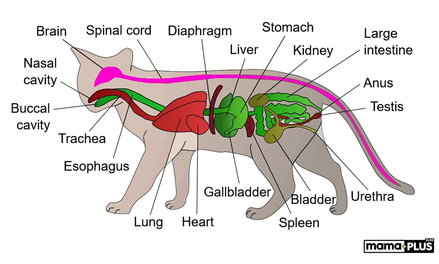Kedilerde Diyafram Fıtığı: Belirtileri, Nedenleri ve Tedavi Süreci