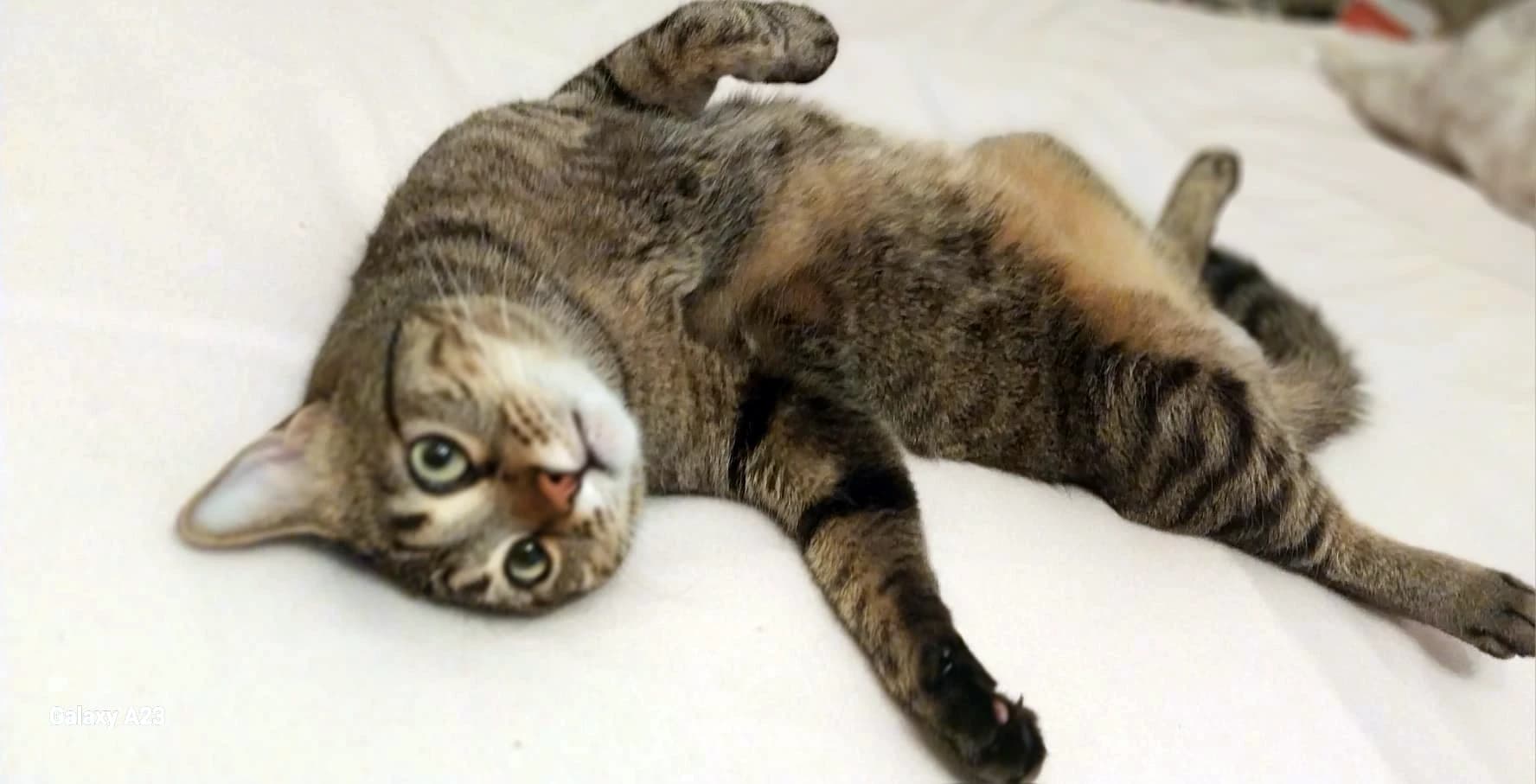 Kedim Kısırlaştırıldıktan Sonra Değişen Davranışları? Kısır Kedim Huy Değiştirdi