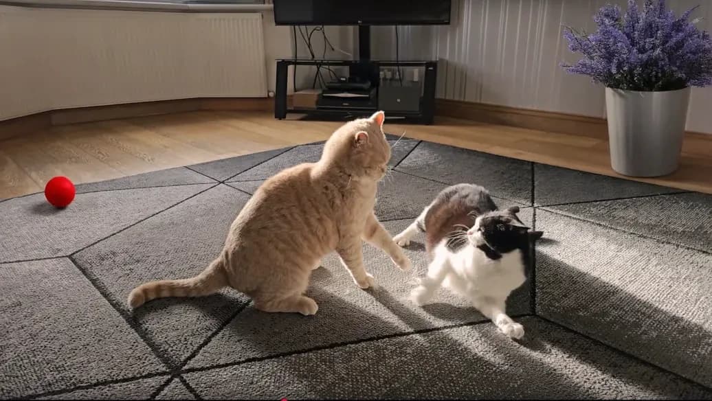 Evdeki İki Kedim Sürekli Kavga Ediyordu – Ama Sevgi Kazandı