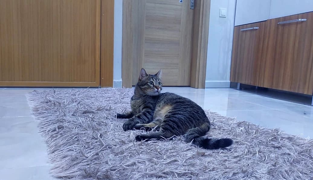 Kedim Kabının Dışına Çişini ve Kakasını Yapıyor? Çözümünü Buldum...