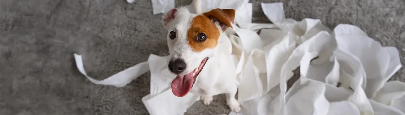 Alerjik Köpeklerde Beslenme