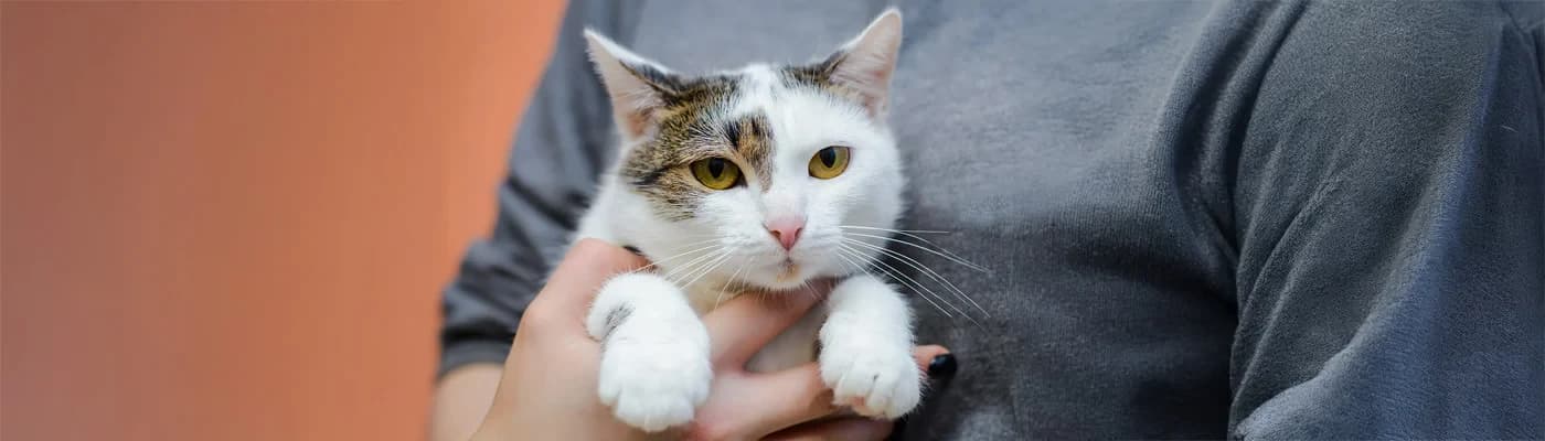 Kediler Neden Seçici Mama Yer? Davranış ve Beslenme Bağlantısı