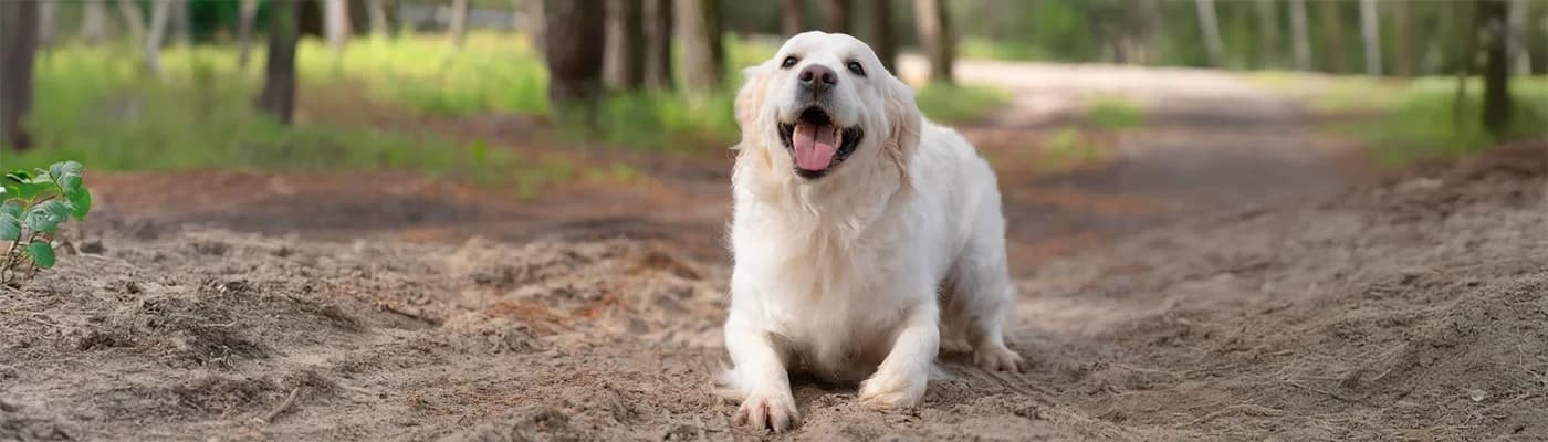 Köpeğinizin Yaşına ve Aktivitesine Göre Mama Seçimi Rehberi