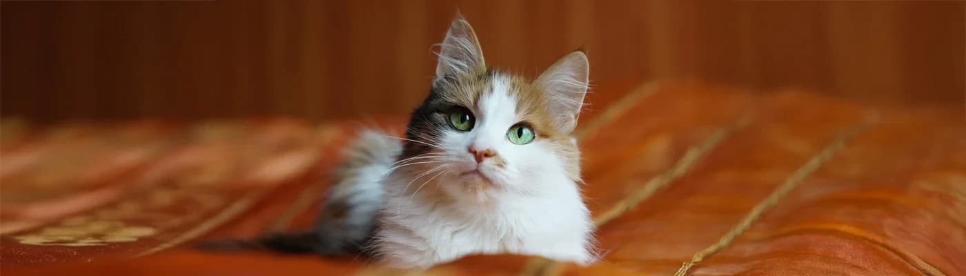 Hassas Kediler İçin Mama Seçerken Nelere Dikkat Edilmeli?