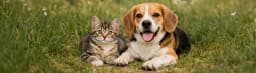 Kedi ve Köpek Beslenmesinde Multi Proteinli Mamaların Önemi