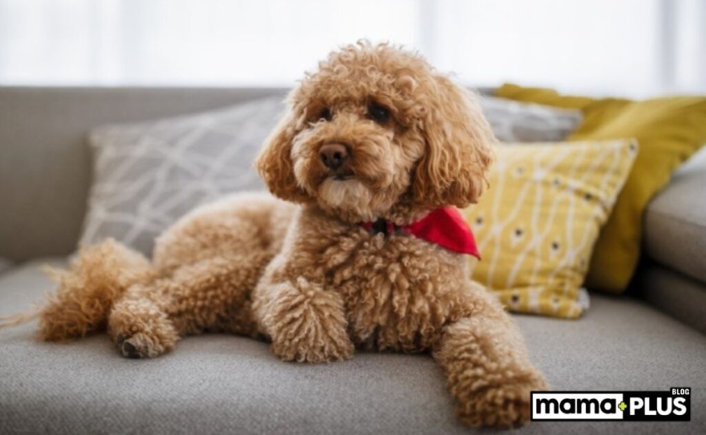 Evde Yaşlı Toy Poodle Nasıl Beslenmeli?