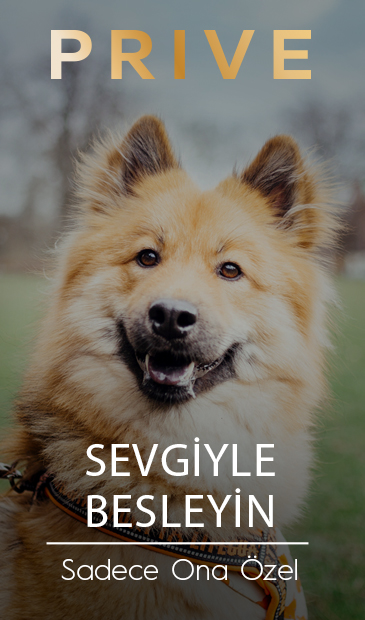 Prive Köpek Mamaları