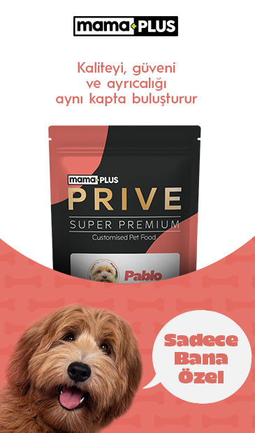 Köpekler