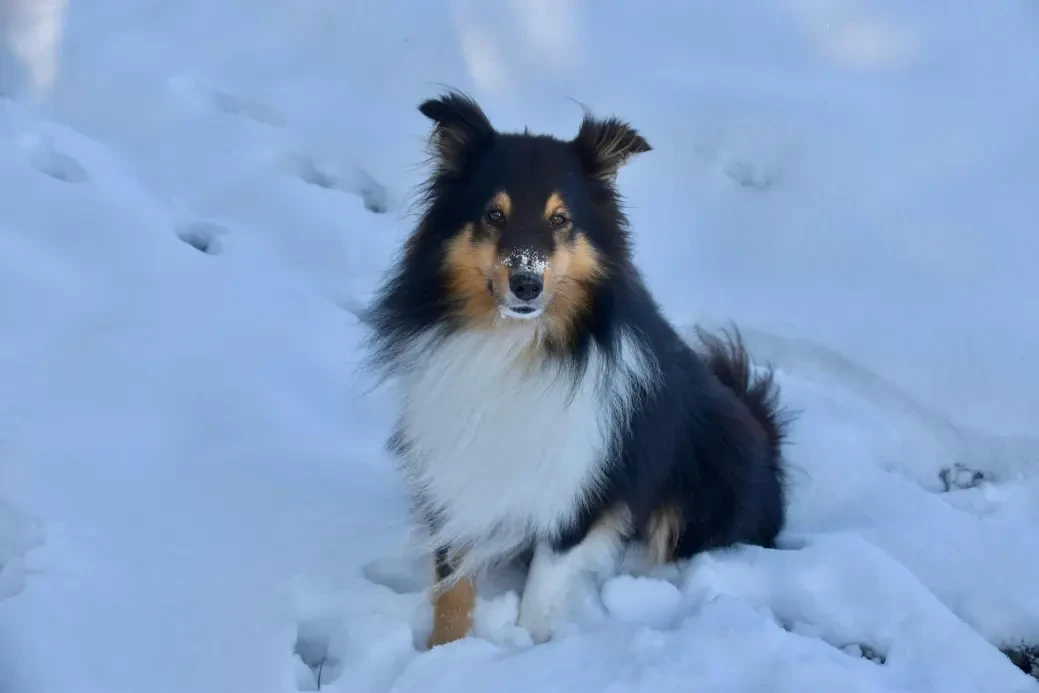 Shetland Sheepdog
