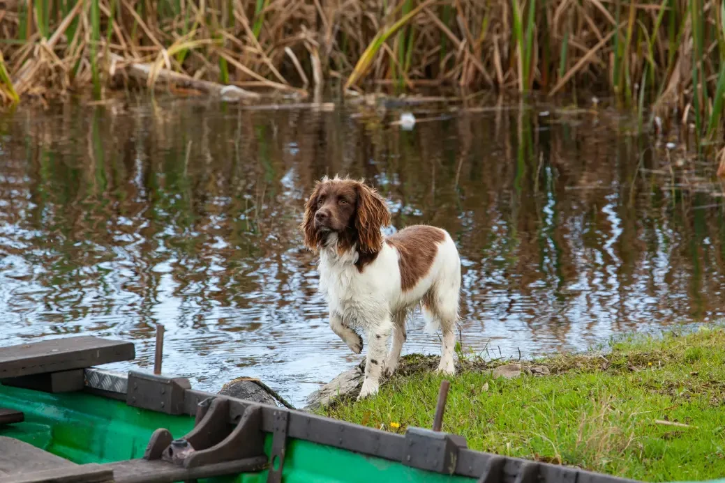English Springer Spaniel