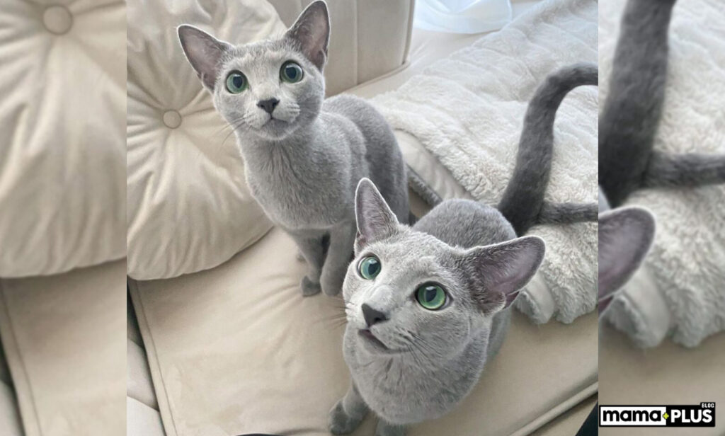 Russian Blue Kedisi