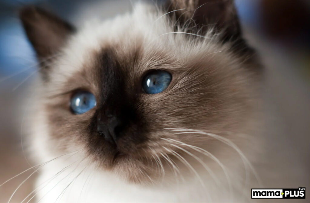 Birman Kedisinin Kişiliği