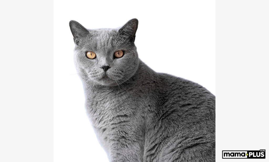 Russian Blue Kedisi