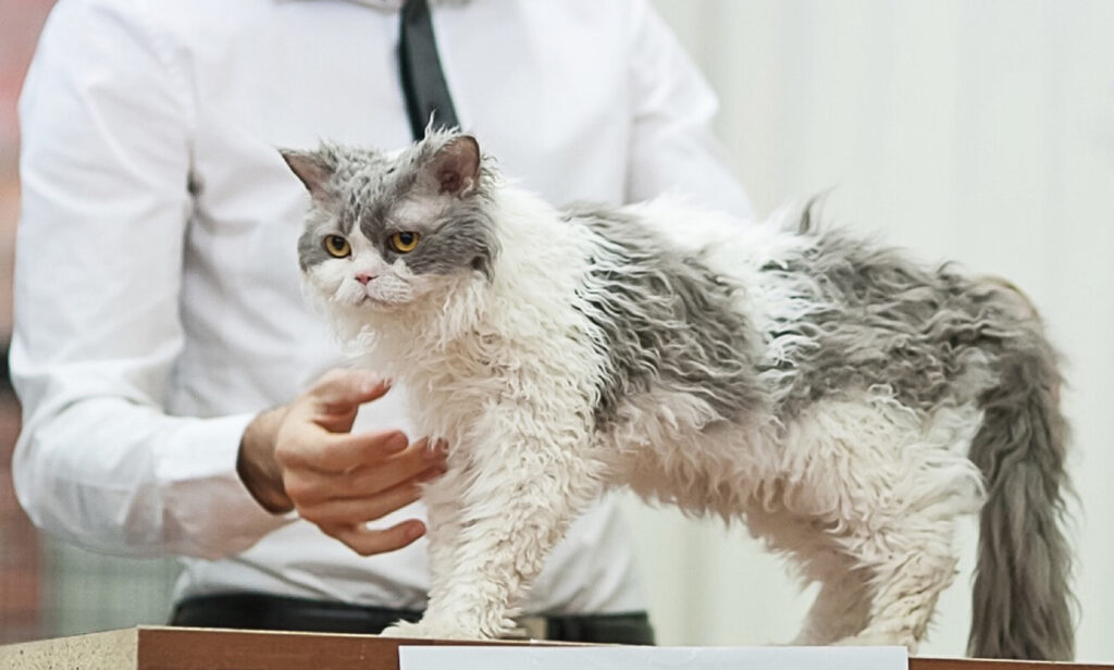 Selkirk Rex Kedisi