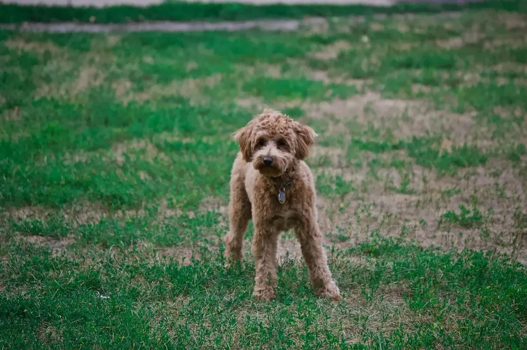 Poodle (Kaniş)