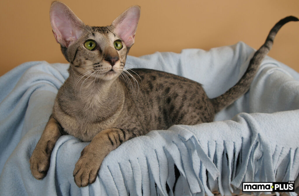 Oriental Shorthair