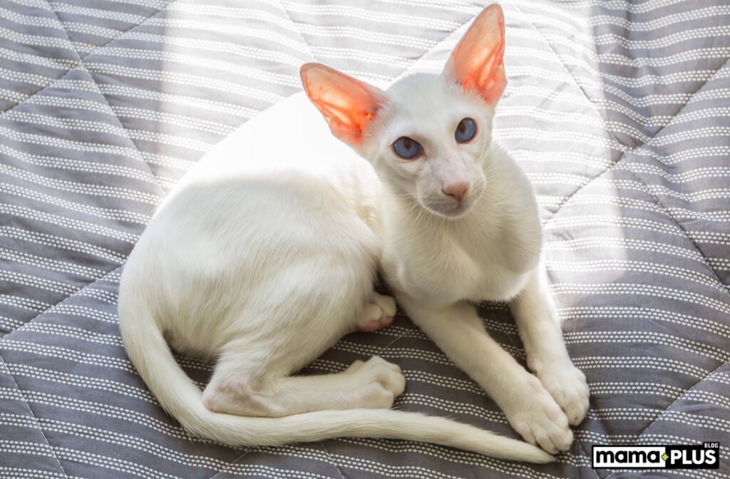 Oriental Shorthair