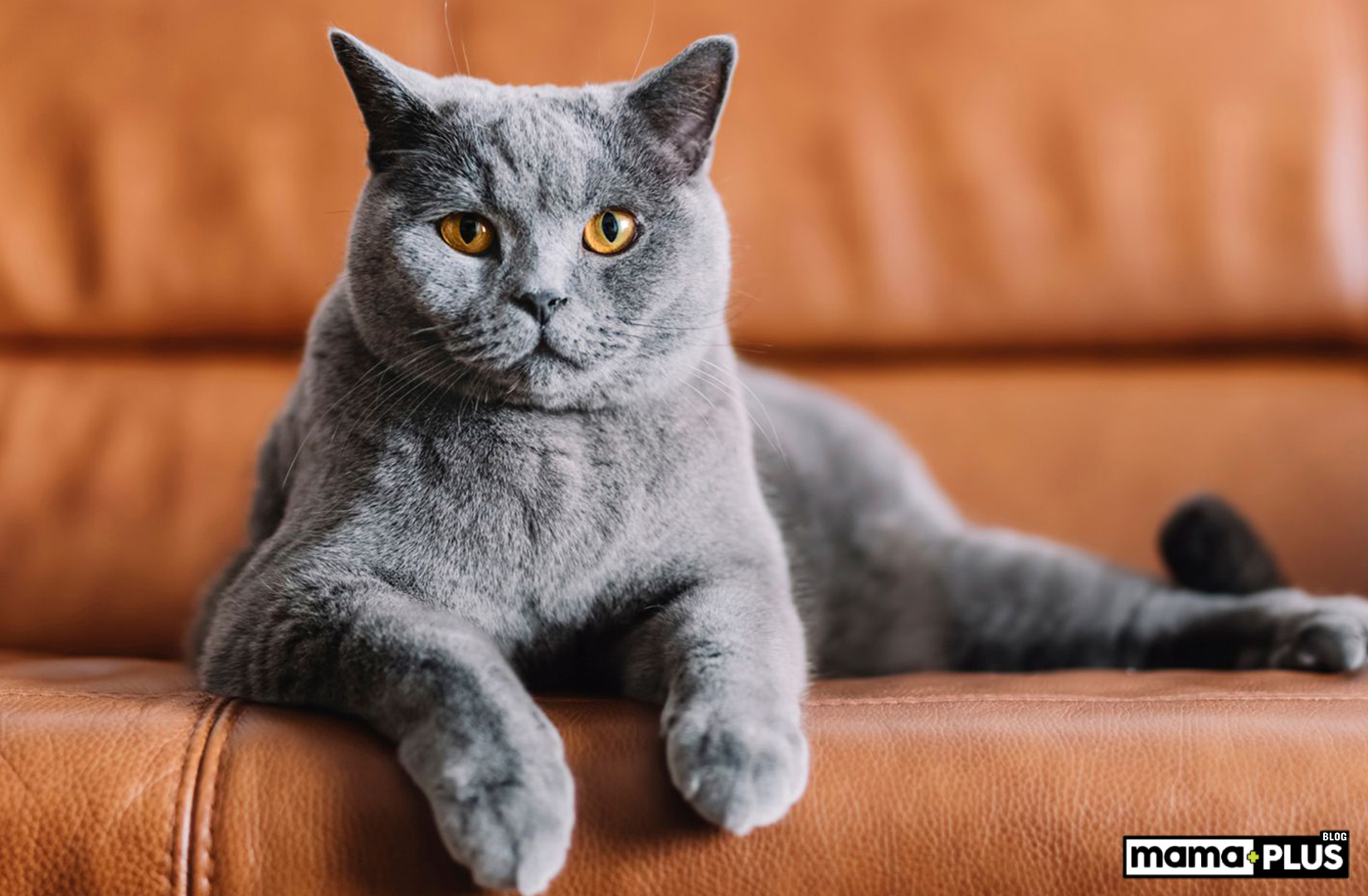 Chartreux Kedisi Fiziksel ayaklar ve bacaklar