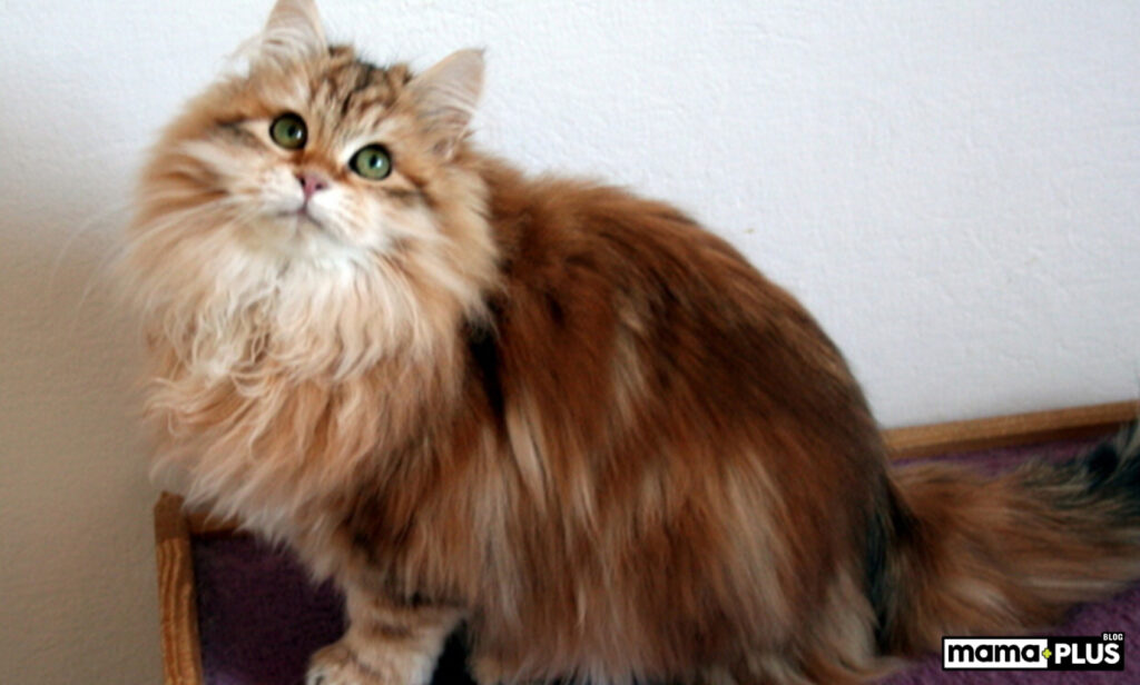 Siberian Kedisi