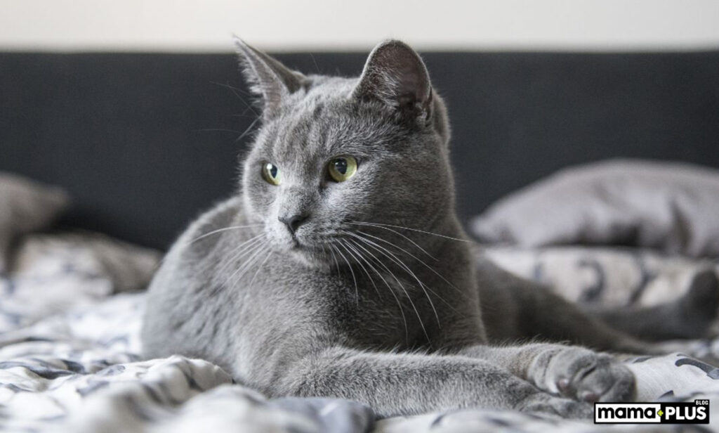 Russian Blue Kedisi