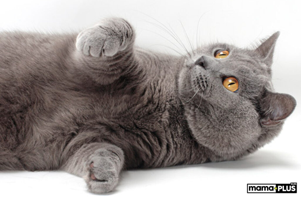 Chartreux Kedisi Bakımı
