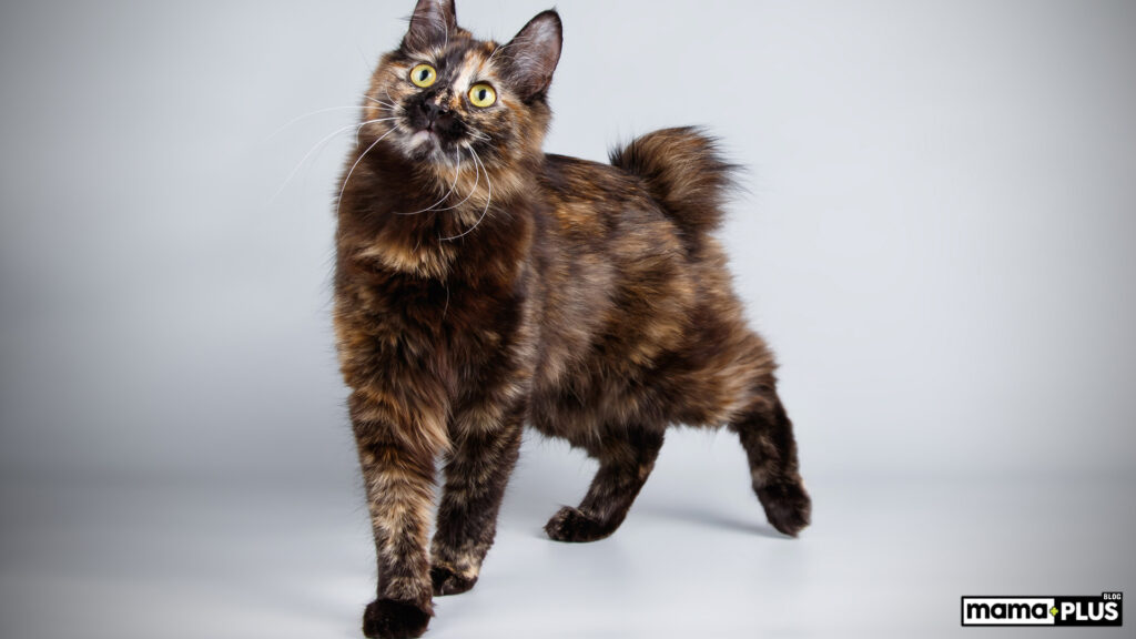 Japanese Bobtail Kedisi
