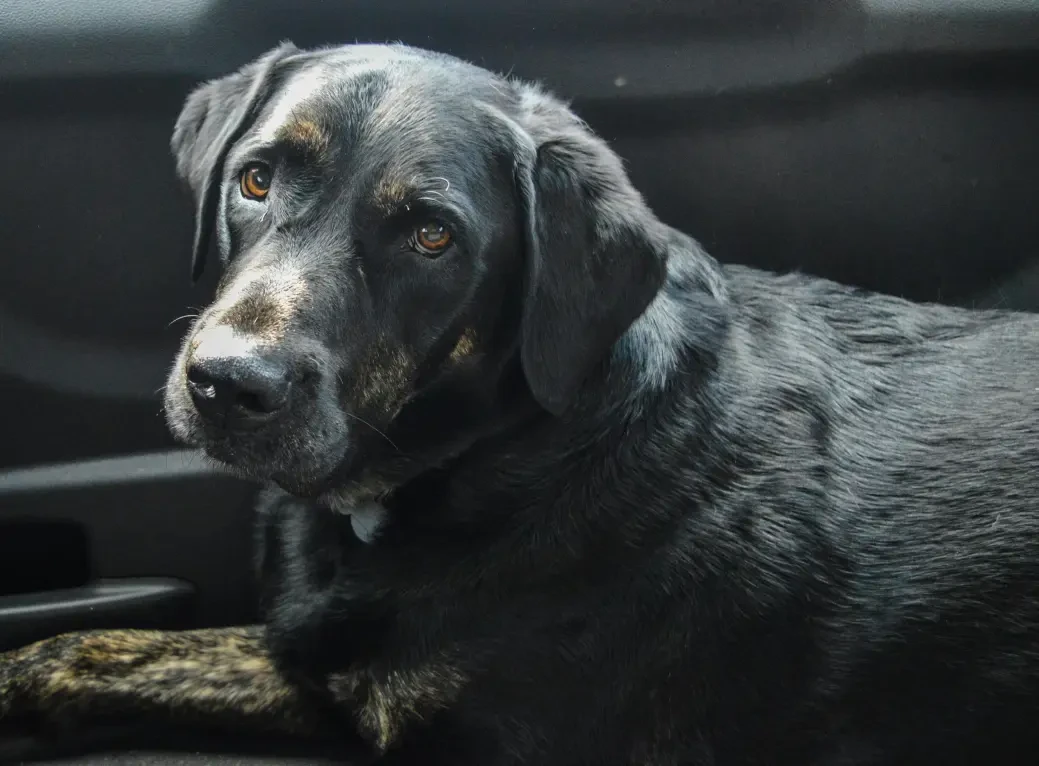 Flat-coated Retriever