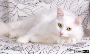 Turkish Angora (Ankara Kedisi) Karakter Özellikleri:
