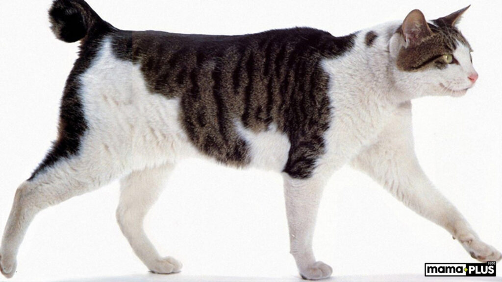 Japanese Bobtail Kedisi Karakter Özellikleri