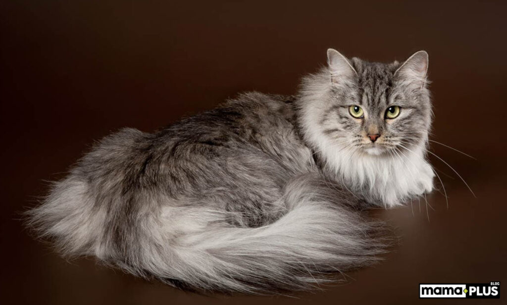 Siberian Kedisi Özellikleri