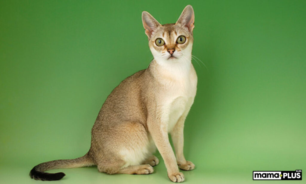 singapura kedisi