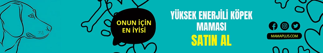 Labrador Köpek Maması Tavsiyesi