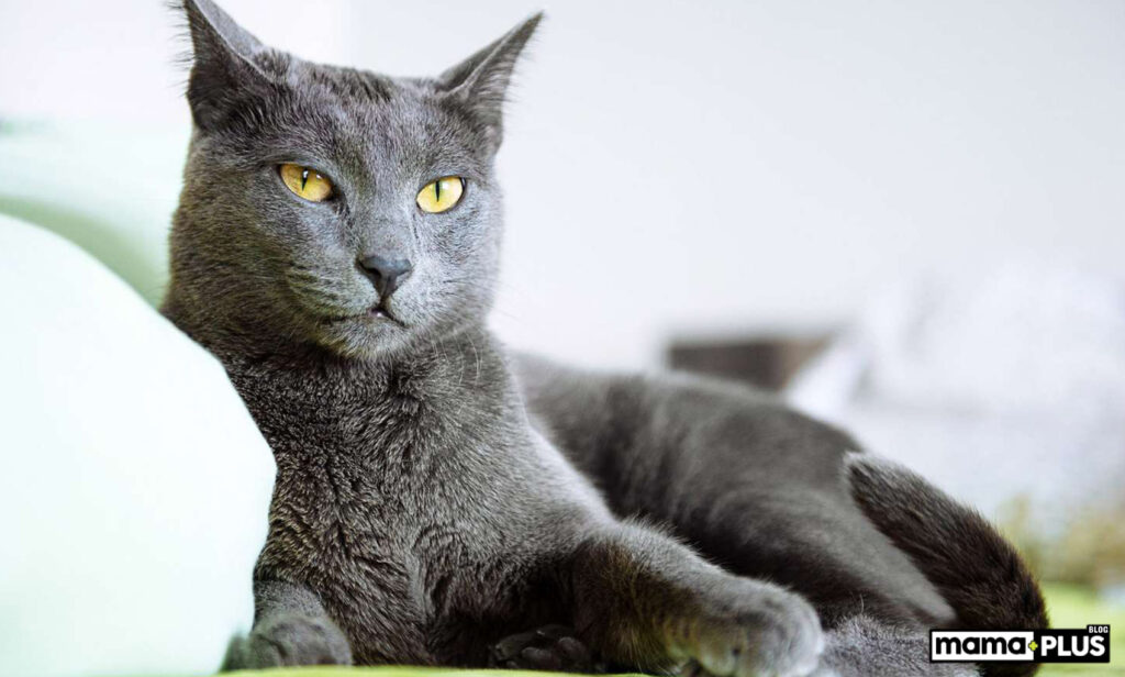 Russian Blue Kedisi