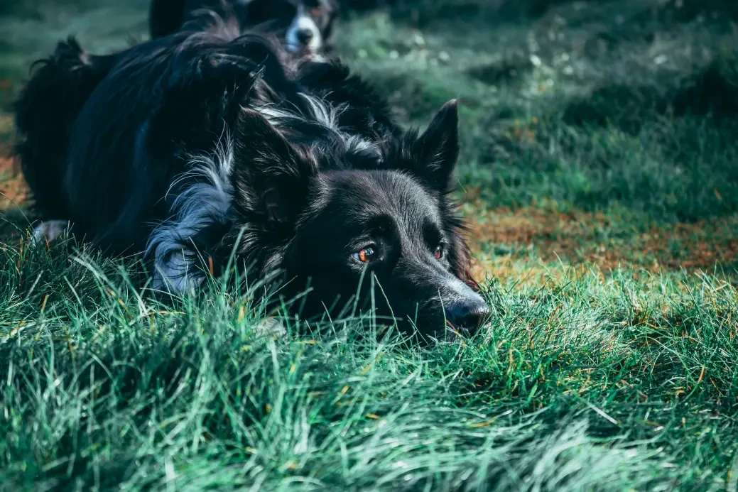 Belgian Sheepdog