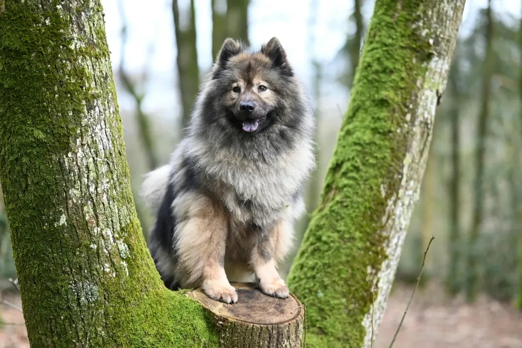 Keeshond