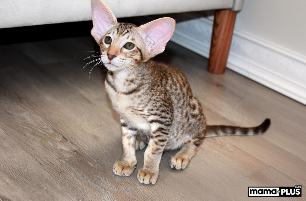 Oriental Shorthair