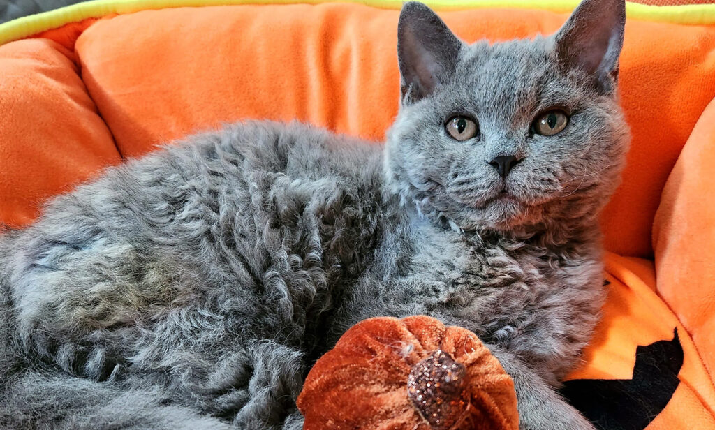 Selkirk Rex Kedisi