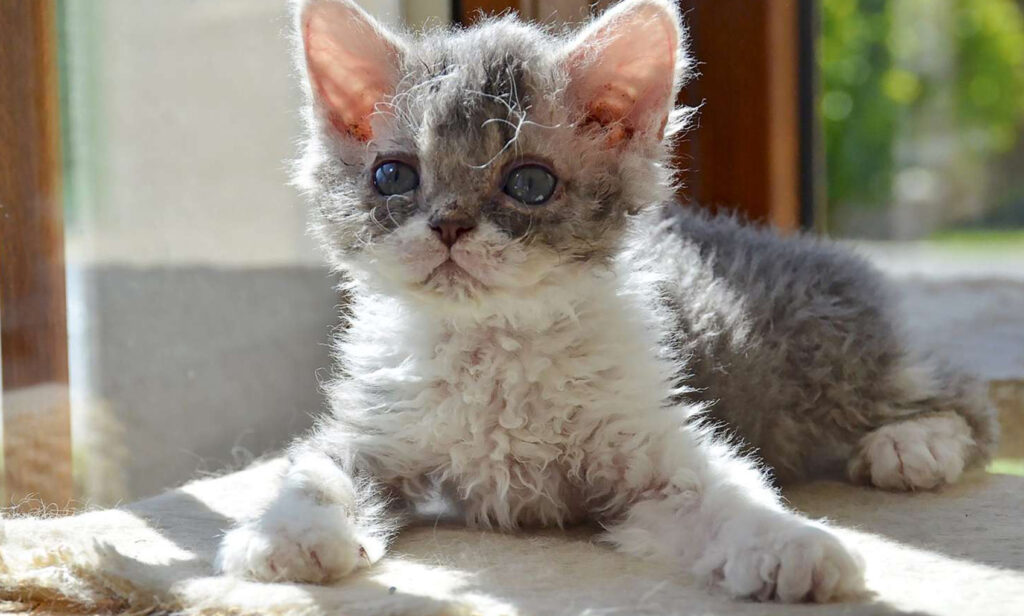 Selkirk Rex Kedisi