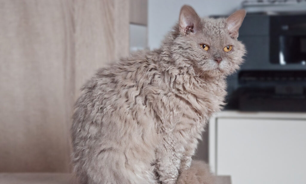 Selkirk Rex Kedisi