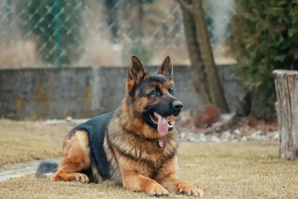 German Shepherd (Alman Çoban Köpeği)