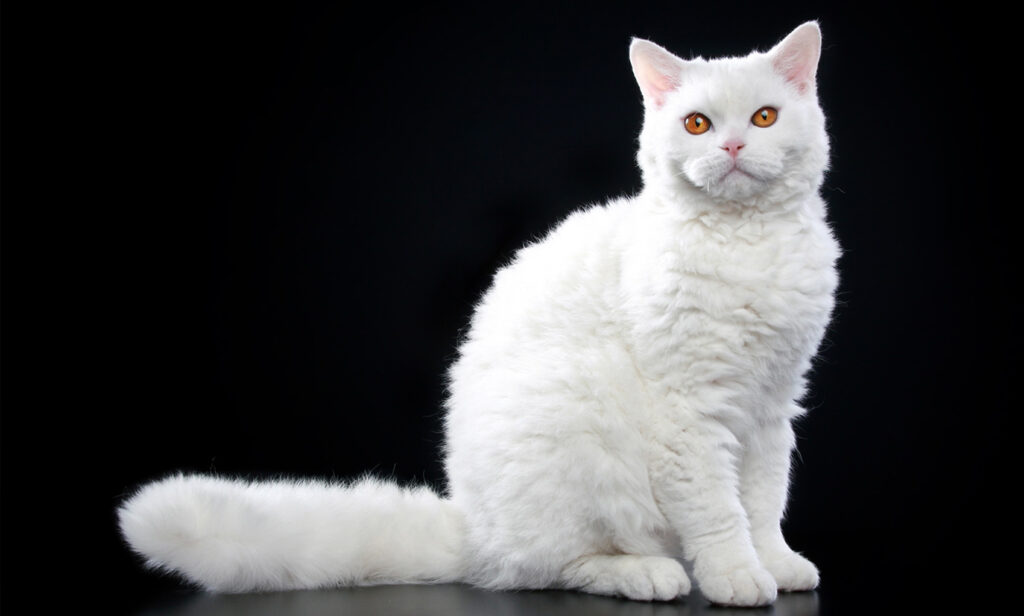 Selkirk Rex Kedisi