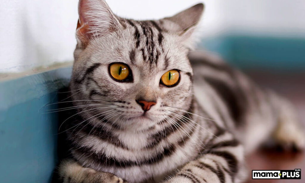 American Shorthair Kedisi Karakter Özellikleri: