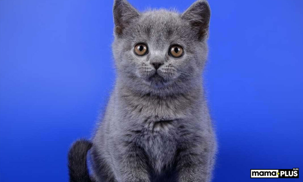 chausie-kedisi