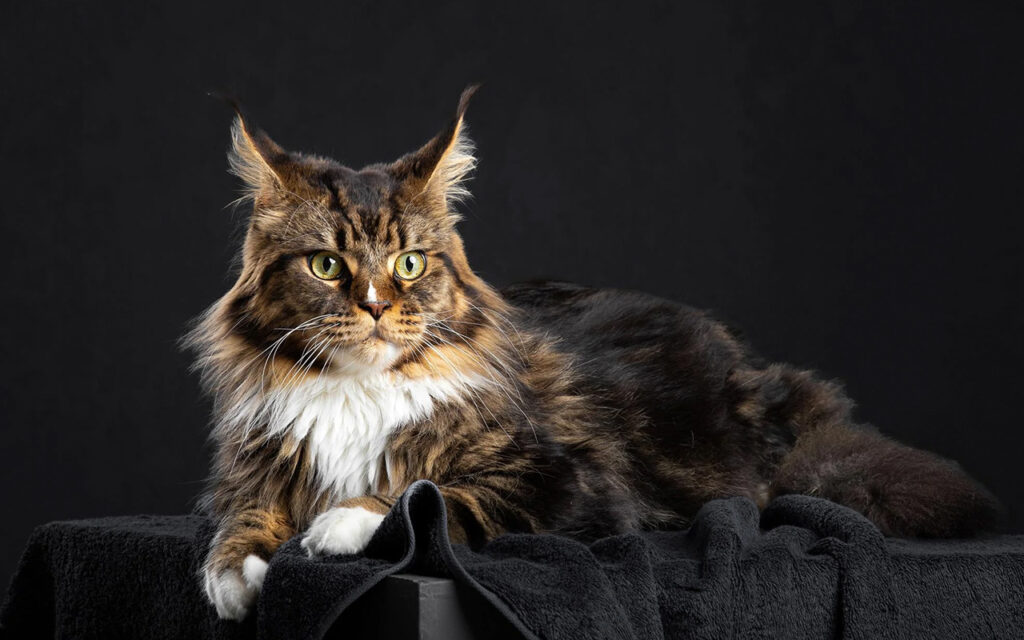 Maine Coon Kedisi Hakkında Daha Fazla Bilgi